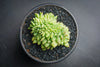 Echeveria 'Leisal' f. cristata (CREST)