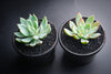Echeveria 'Cleone'
