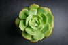 Echeveria Semnan