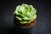 Echeveria Semnan