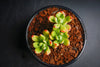 Echeveria sedoides (2 HEADS)