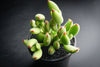 Cotyledon tomentosa subsp. ladismithiensis