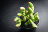 Cotyledon tomentosa subsp. ladismithiensis