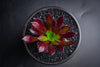 Aeonium 'Du Rozzen'