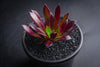 Aeonium 'Du Rozzen'