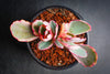Kalanchoe fedtschenkoi 'Variegata' ( 1 X CUTTING )