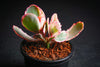 Kalanchoe fedtschenkoi 'Variegata' ( 1 X CUTTING )