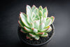 Echeveria 'Violet Queen'