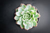 Echeveria 'Violet Queen'