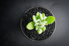 Cotyledon woodii (Grey Form)