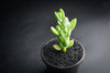 Cotyledon woodii (Grey Form)