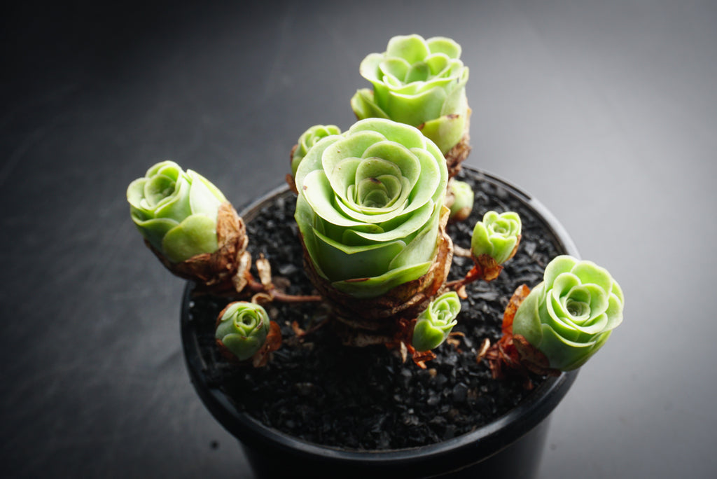 Aeonium aureum aka. Greenovia Aurea (XXS)