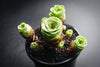 Aeonium aureum aka. Greenovia Aurea (SET OF 3 CUTTING)