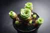 Aeonium aureum aka. Greenovia Aurea (XXS)