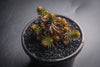 Sedum 'Chocolate Ball'