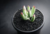 Cotyledon orbiculata var. oophylla minima