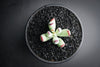 Cotyledon orbiculata var. oophylla minima