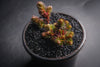 Sedum 'Chocolate Ball'