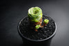 Aeonium aureum aka. Greenovia Aurea (XXS)