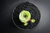 Aeonium aureum aka. Greenovia Aurea (XXS)