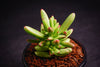 Crassula 'LUDRITS' (Crassula nudicaulis var. Herrei Hyb) (P/C)(w/pup)