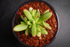 Crassula 'LUDRITS' (Crassula nudicaulis var. Herrei Hyb) (P/C)(w/pup)