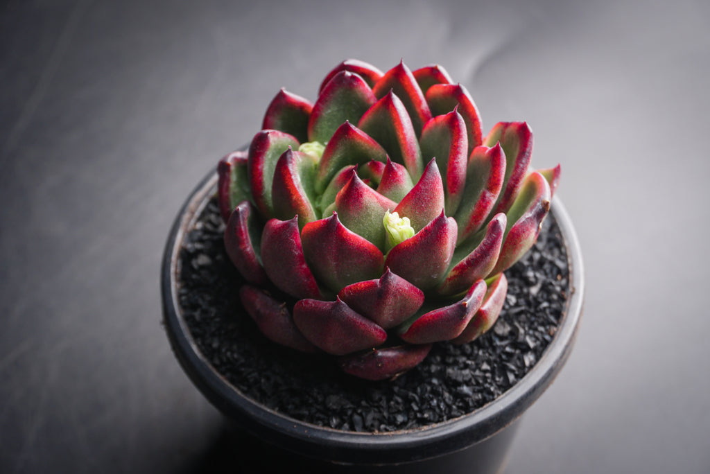 Echeveria agavoides 'Red Blush'