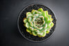 Echeveria 'Pulidonis'
