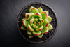 Echeveria agavoides 'Red Blush'