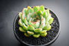 Echeveria 'Pulidonis'