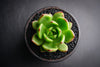 Echeveria agavoides 'Red Blush'