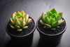 Echeveria agavoides 'Red Blush'