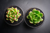 Echeveria agavoides 'Red Blush'