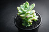 Sedum Clavatum (2 x CUTTING)