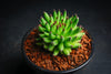 Sempervivum 'Pittoni'