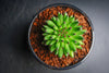 Sempervivum 'Pittoni'