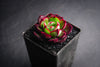 Echeveria cv. Joan Daniel