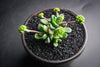 Crassula 'Fernwood' (has mark)(5H)