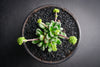 Crassula 'Fernwood' (has mark)(5H)