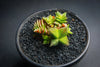 Crassula capitella ssp. thyrsiflora (The Pyramid Plant)