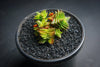 Crassula capitella ssp. thyrsiflora (The Pyramid Plant)