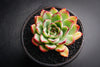 Echeveria 'Pulidonis'