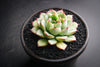 Echeveria 'Pulidonis'
