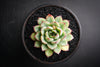 Echeveria 'Pulidonis'