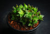 Crassula capitella ssp. thyrsiflora (The Pyramid Plant)