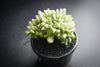xPachyveria clavifolia f. cristata