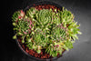 Sempervivum 'Pekinese' (S)