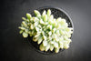 xPachyveria clavifolia f. cristata