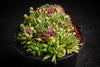 Sempervivum 'Pekinese' (S)