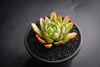 Echeveria 'Yamatoren'